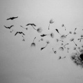 flowers-letting-birds-photography-sky-flower-dandelion-black-white-image-gallery