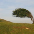 bowing tree