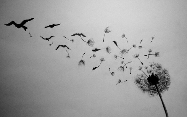 flowers-letting-birds-photography-sky-flower-dandelion-black-white-image-gallery.jpg
