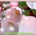 bahar ışıltı pembe çiçek