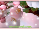 bahar ışıltı pembe çiçek