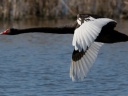 Black Swan in Flight Crop