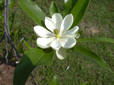 magnoliaVirginiana