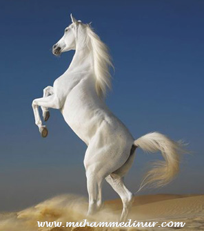 beyaz at