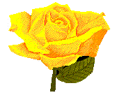 sarı gül rose
